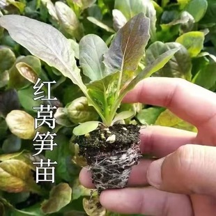 耐寒红皮绿皮莴笋莴苣秧苗穴盘基质土苗田园农场阳台盆栽成活率高
