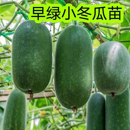 冬瓜苗原土发货青皮耐热高产抗病正宗小冬瓜苗毛节瓜苗四季蔬菜苗
