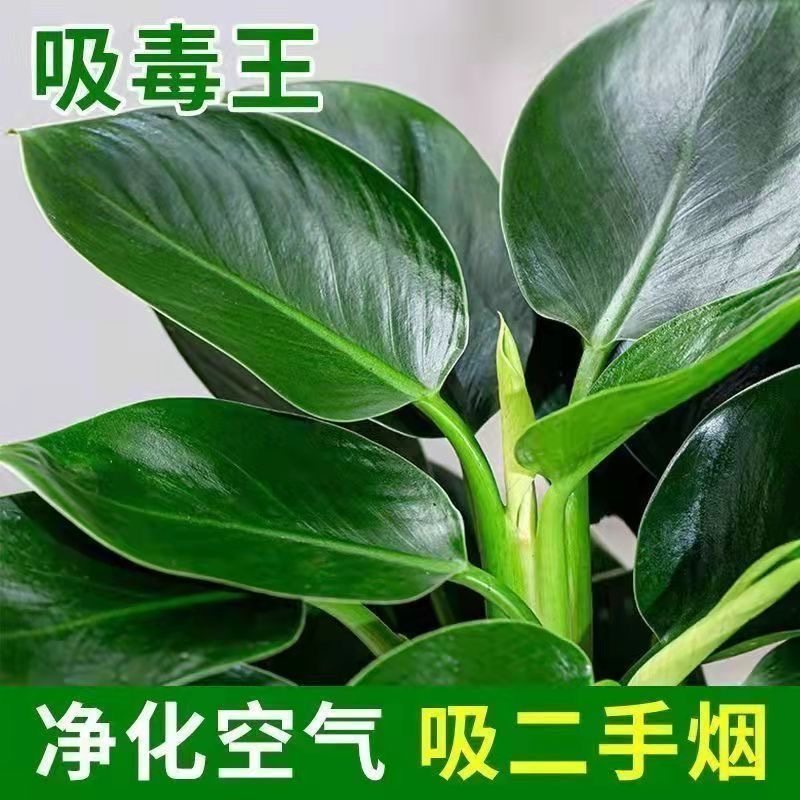 金钻盆栽植物绿萝箩水培大叶绿植多肉办公室内懒人好养花卉,鲜花速递/花卉仿真/绿植园艺,时令草本花卉,淘宝优惠券,粉丝福利购,淘宝优惠卷