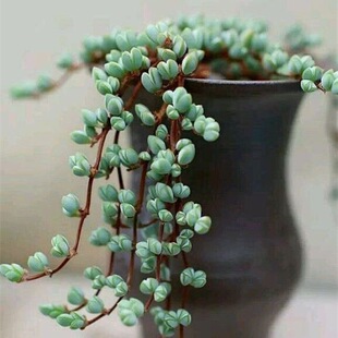 碧玉莲群生多头多肉植物组合盆栽套餐花卉鹿角海棠碧玉莲肉肉植物