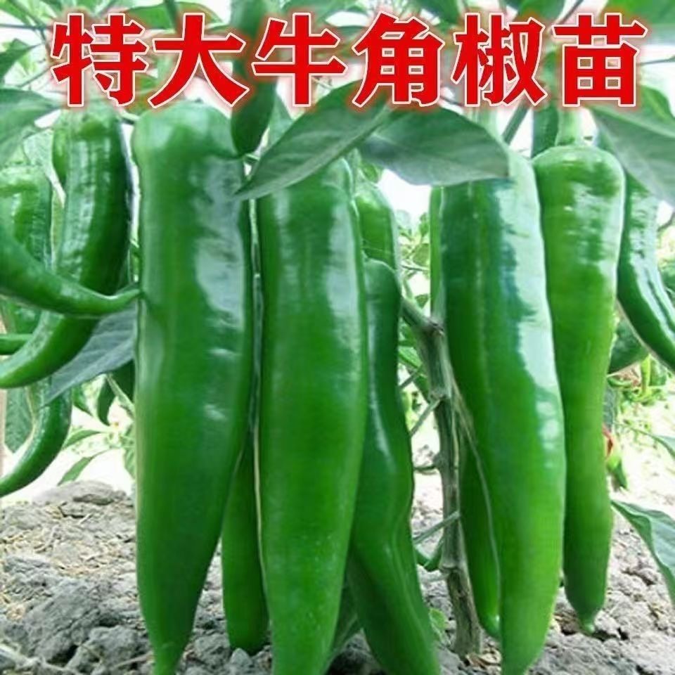 大牛角椒青皮辣椒高产微辣蔬菜各种菜苗秧苗田园庭院四季种植,鲜花速递/花卉仿真/绿植园艺,种苗/半成品盆栽,淘宝优惠券,粉丝福利购,淘宝优惠卷
