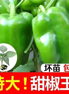 甜椒苗秧青灯笼椒苗黄甜椒苗辣椒苗种籽不辣绿方椒圆椒苗绿色甜椒