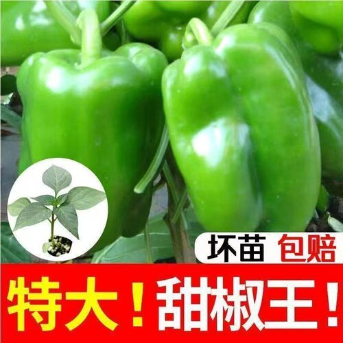 甜椒苗秧青灯笼椒苗黄甜椒苗辣椒苗种籽不辣绿方椒圆椒苗绿色甜椒