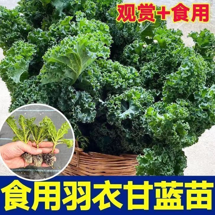 新鲜绿羽衣甘兰苗耐寒四季可种食用羽衣甘蓝菜苗菜秧苗