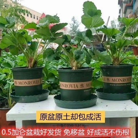 草莓苗带盆带土新鲜阳台室内外南北方结果盆栽果树苗当年,鲜花速递/花卉仿真/绿植园艺,种苗/半成品盆栽,淘宝优惠券,粉丝福利购,淘宝优惠卷