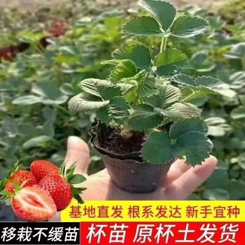 草莓苗带花带果带盆带土四季阳台室内外南北方盆栽果树苗当年结果,鲜花速递/花卉仿真/绿植园艺,种苗/半成品盆栽,淘宝优惠券,粉丝福利购,淘宝优惠卷