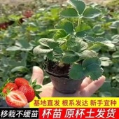 草莓苗带花带果带盆带土四季 阳台室内外南北方盆栽果树苗当年结果