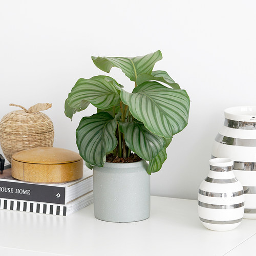 撒哈拉办公室净化空气青苹果竹芋