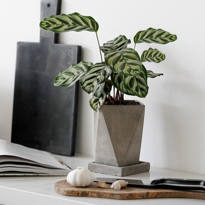 孔雀竹芋办公室桌去甲醛绿色植物