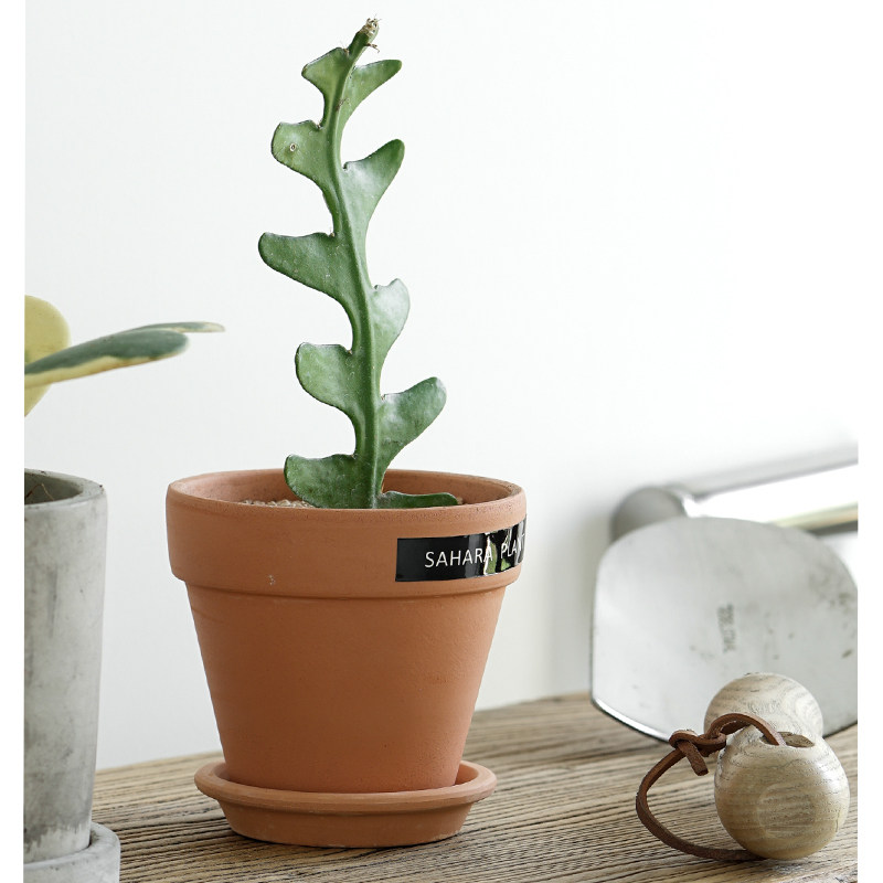 稀有植物绿植鱼之骨仙人掌奇特桌面植物室内盆栽鱼骨仙人掌盆栽