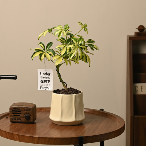 观叶植物室内花净化空气花叶鸭脚木S弯植物盆栽鸭掌木办公桌植物 - 封面