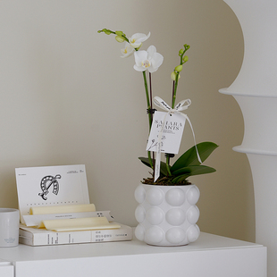 年宵白色花蝴蝶兰室内花卉绿植开花室内桌面办公室盆栽送礼植物