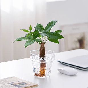 【水培植物玻璃花盆绿植】水培绿植办公室室内桌面小盆栽植物