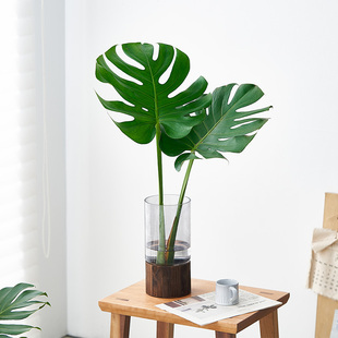 中古风水培植物龟背竹盆栽大叶室内观叶绿植耐阴常青净化空气盆栽