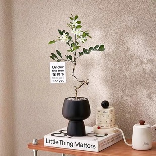 北欧ins造型九里香绿植盆栽办公室内桌面植物开花花卉净化空气