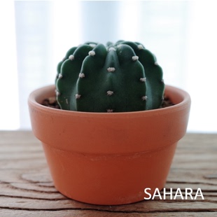 PLANT 沙漠之边系列 海王星 仙人掌 SAHARA 白星点缀 北欧风格