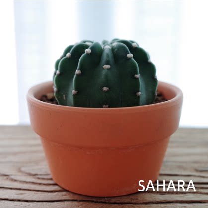 SAHARA PLANT|沙漠之边系列 海王星 白星点缀 北欧风格仙人掌