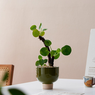 镜面草老桩盆栽绿植盆栽室内桌面绿植工位绿植办公室桌面盆景