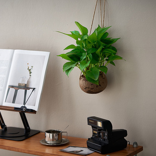 环保椰子壳壁挂垂吊盆栽绿植室内盆栽净化空气植物好养绿萝鸟巢蕨