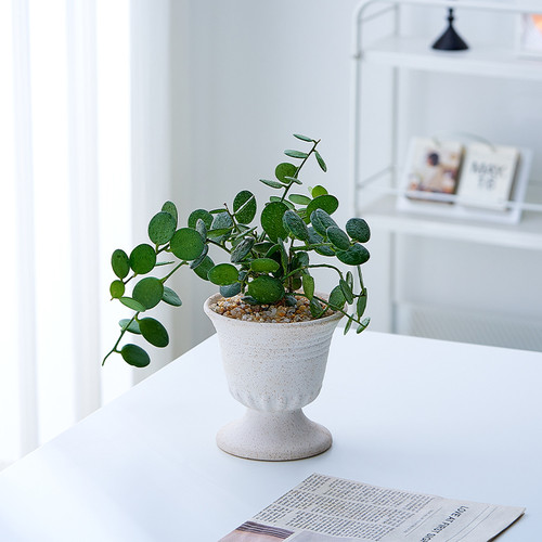 【财源滚滚】可爱多肉植物钱串串霹雷鼓盆栽绿植室内办公室花卉
