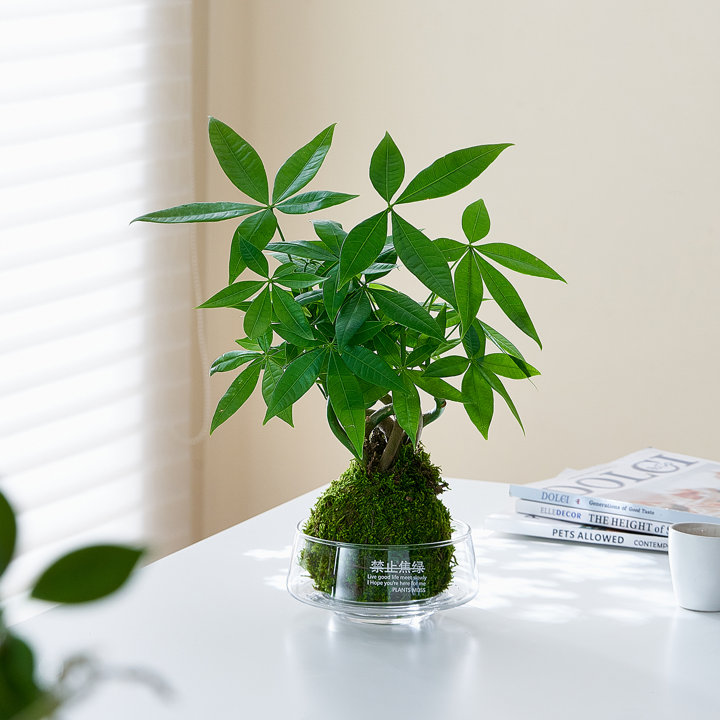 发财树苔藓球小盆栽绿植