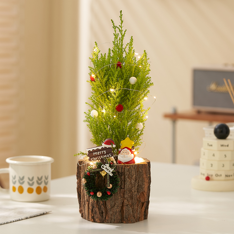 【圣诞礼物】小香松圣诞树盆栽办公桌面室内植物送礼礼物好养绿植