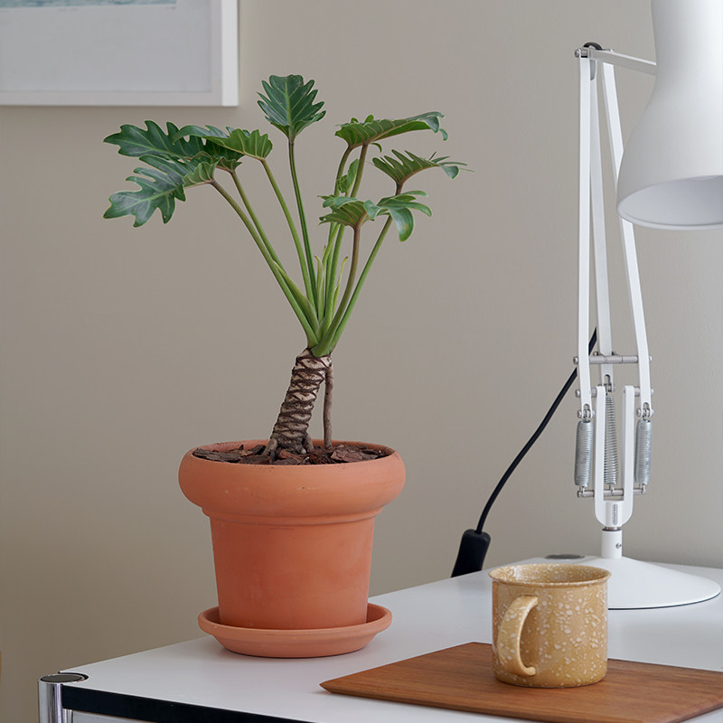 小天使单杆龙鳞老桩盆栽蔓绿绒绿植室内桌面耐阴植物