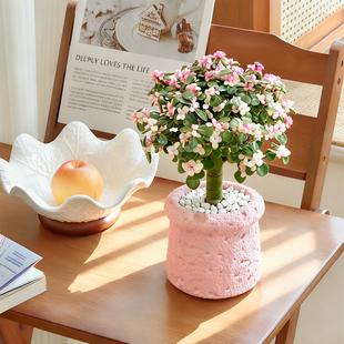 金枝玉叶棒棒糖多肉老桩盆栽带盆带土室内阳台办公室桌面绿植花卉