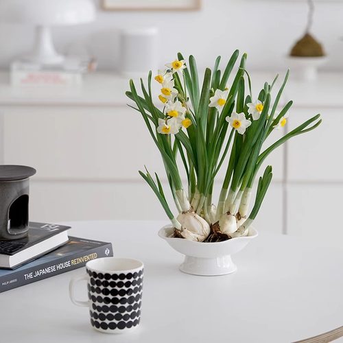 水仙花桌面春季冬季花香浓郁