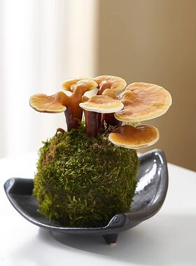 灵芝客厅办公室防辐射美观趣味