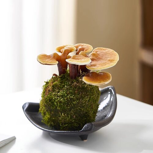 灵芝客厅办公室防辐射美观趣味