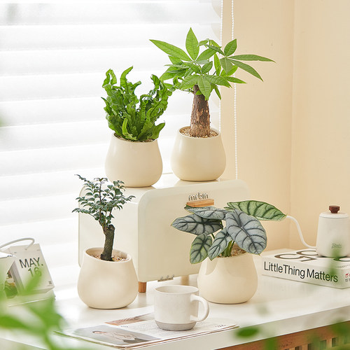 吉利红室内桌面好养绿植净化空气