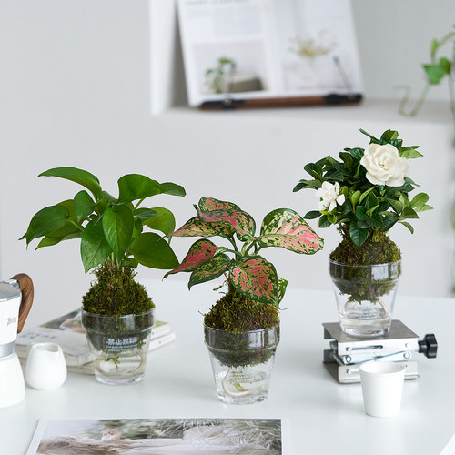 水培富贵竹苔藓球桌面绿植好养