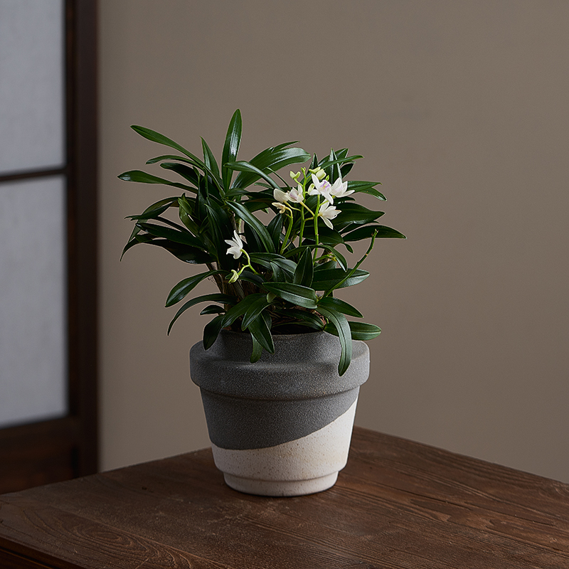 香水白色石斛兰素雅中古风绿植