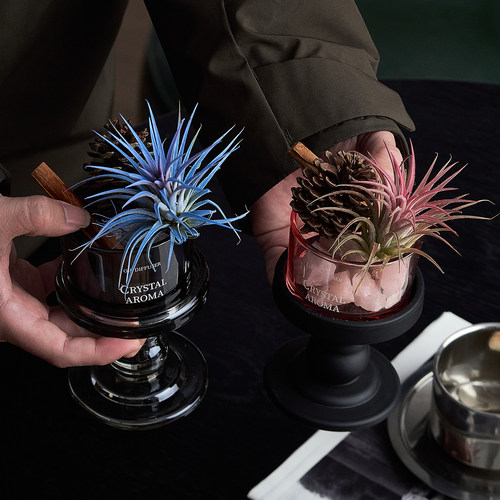 肉桂生财空气凤梨小盆栽