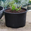 黑色加仑盆加厚特大口径防晒花盆塑料矮胖菜盆绣球蓝莓控根定植盆