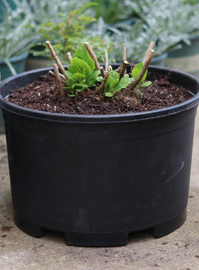 黑色加仑盆加厚特大口径防晒花盆塑料矮胖菜盆绣球蓝莓控根定植盆