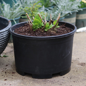 大花盆黑加仑盆塑料圆形花盆花卉绿植盆栽定植盆容器特大绣球花盆