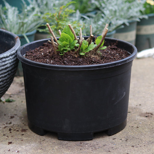 绣球盆栽加厚塑料简约