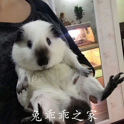 自家繁殖荷兰猪包活到手