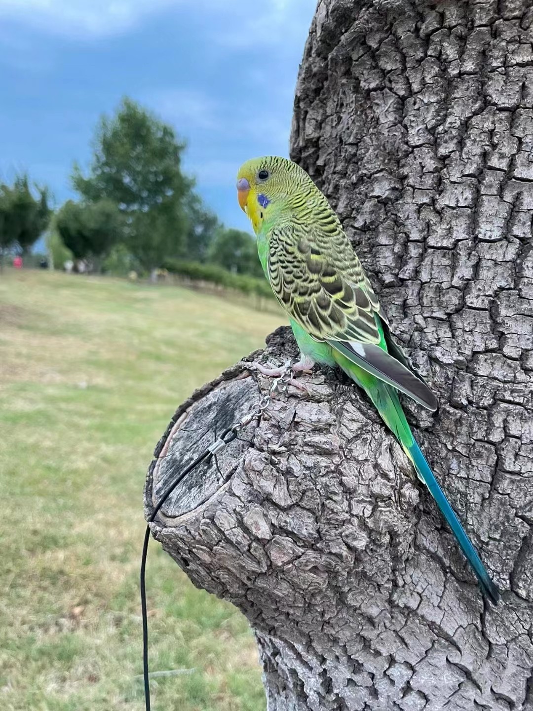 特色金彩大头虎皮鹦鹉活鸟手养亲人幼崽小鸟宠物雏鸟好养活会说话