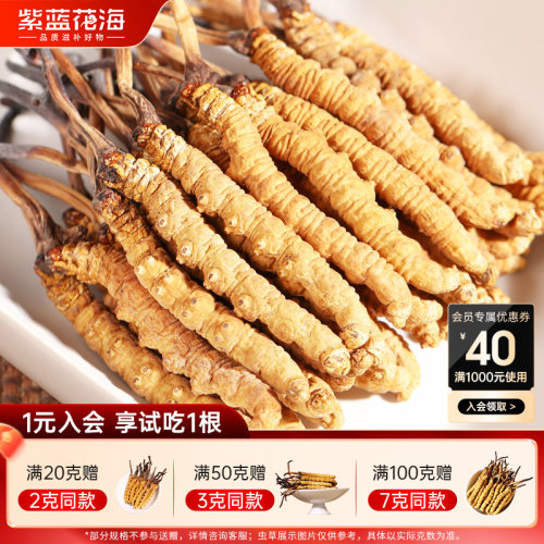 紫蓝花海冬虫夏草高端虫草礼盒装