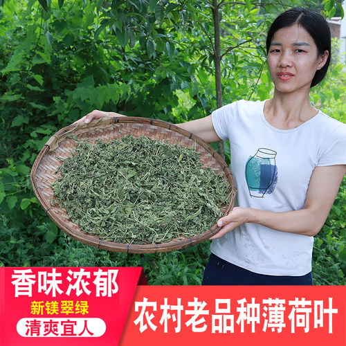 农家新鲜无硫当季新货清凉薄荷叶