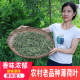 薄荷叶干深山散装 梗叶营养清凉提神加班花草茶叶正宗 药材食用正品