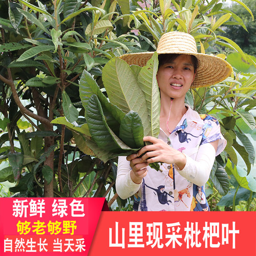 深山枇杷叶新鲜药材现采现发整片