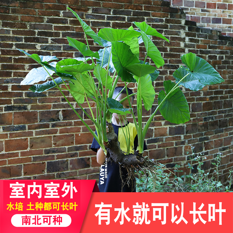 深山石菖蒲新鲜室内水培水养植物