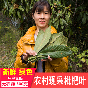 深山枇杷叶野外新鲜药材现采现发整片带绒毛老品种调理草药正宗