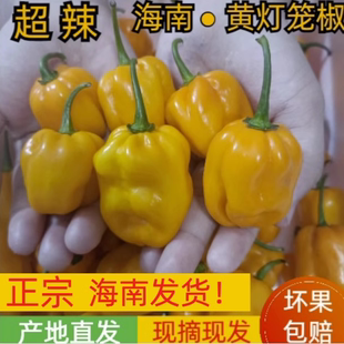 有货 海南发货  现摘新鲜特辣 海南黄灯笼椒黄辣椒魔鬼辣椒变态辣