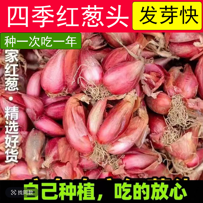 云南本地红葱头种子四季可食用小香葱头火葱头阳台种植蔬菜籽种