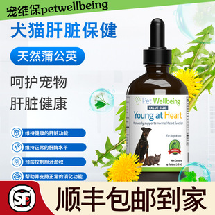 DandelionRoot宠维保健品petwellbeing肝脏排毒功能异常 蒲公英根